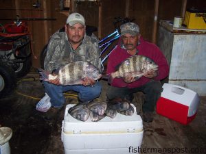 Joe and Mario, of Wallace, with a couple of the sheepshead they caught while fishing Masonboro Inlet.